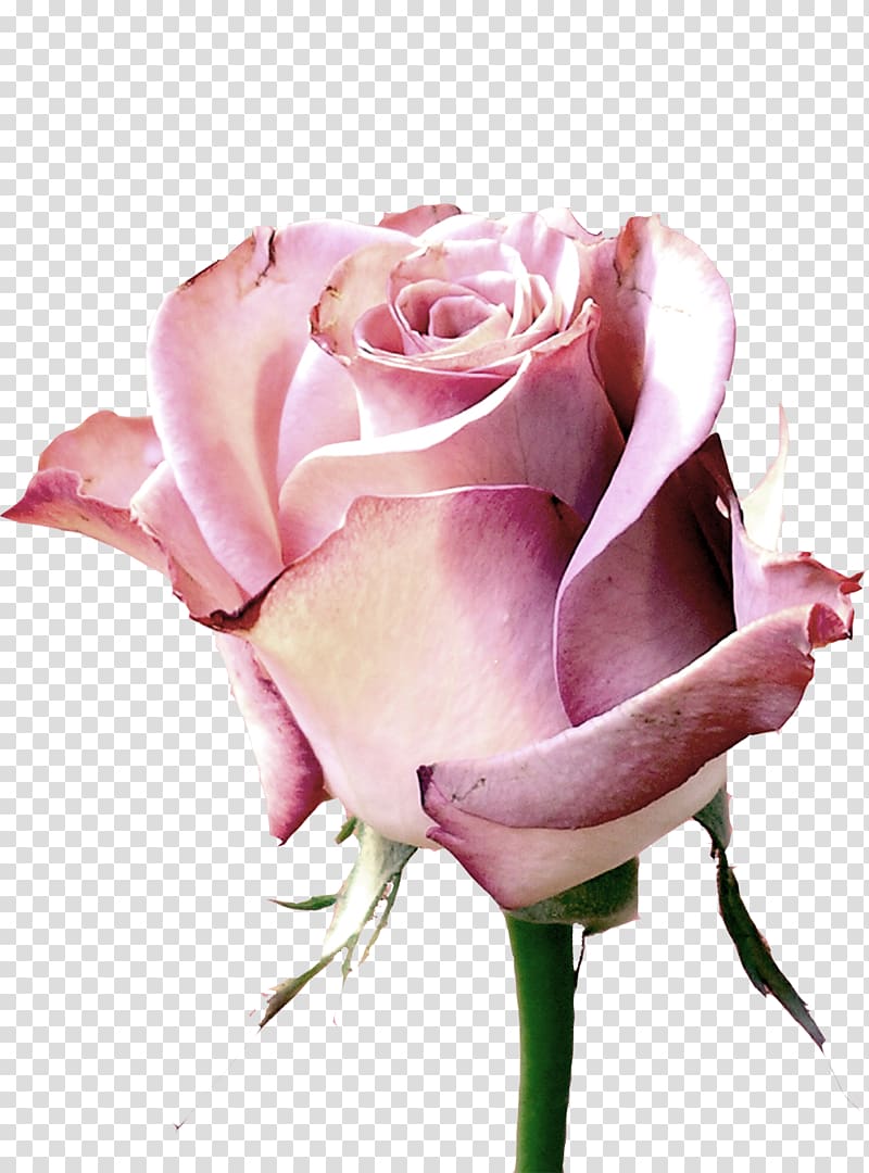 Rose Rendering Orkut Flower, pink roses transparent background PNG clipart