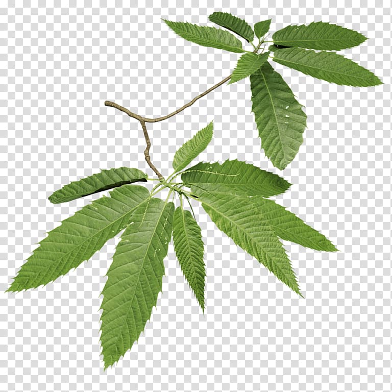 Leaf Sweet chestnut Tree Quercus frainetto European horse-chestnut, Leaf transparent background PNG clipart