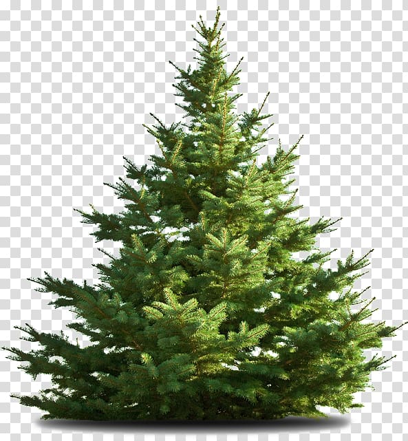 Nordmann fir Deodar cedar Christmas tree, christmas tree transparent background PNG clipart