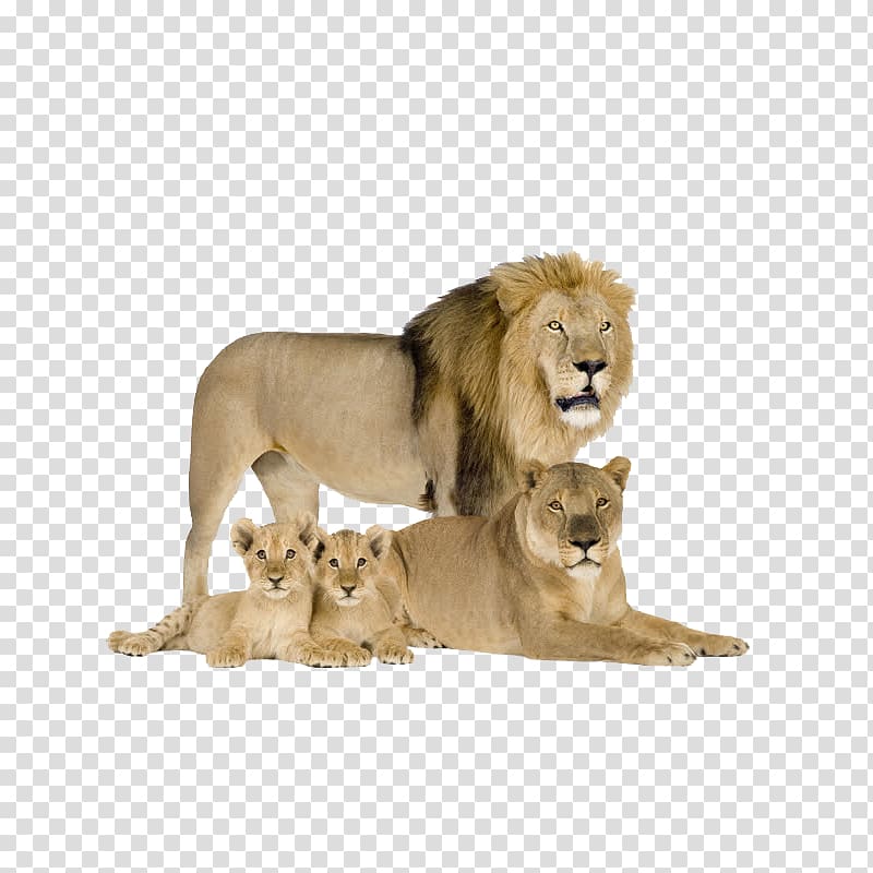 brown lion, lioness, and two cubs, Felidae Cat Cougar Asiatic lion Siberian Tiger, Lions transparent background PNG clipart