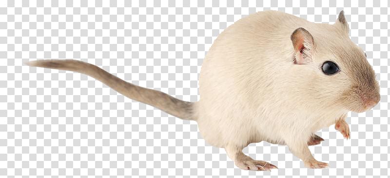 Gerbil Rat Hamster Rodent Mouse, rat transparent background PNG clipart