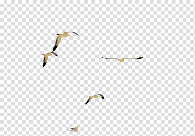 white and black flying birds illustration, Water bird Flock, birds transparent background PNG clipart