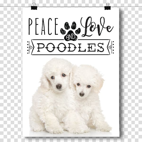 Miniature Poodle Toy Poodle Maltese dog Puppy, poodle Dog transparent background PNG clipart