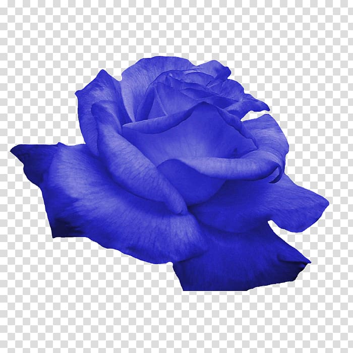 Flower Rose, Blue flowers transparent background PNG clipart