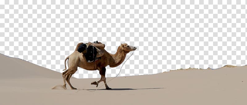 Dromedary Bactrian camel Gobi Desert, Desert camel transparent background PNG clipart