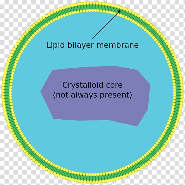 Peroxisome Cell Very long chain fatty acid Organelle Biological membrane, animal cell transparent background PNG clipart