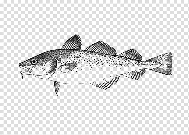 Sardine Cod Oily fish Seafood, fish transparent background PNG clipart
