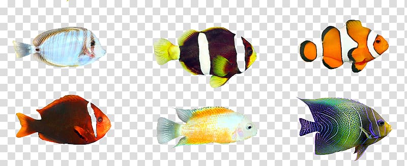 Tropical fish Aquarium, A variety of fish transparent background PNG clipart