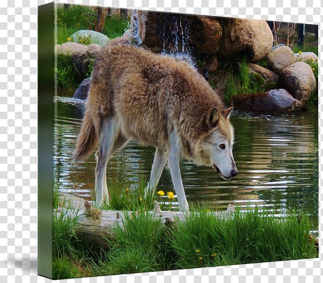 Saarloos wolfdog Czechoslovakian Wolfdog Coyote, Birthday Of His Majesty transparent background PNG clipart