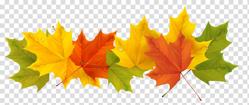 Spain Weather Season Spanish Winter, Fall Leaves , maple leaves illustration transparent background PNG clipart