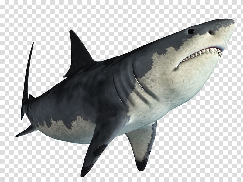 Tiger shark Great white shark Web browser, shark transparent background PNG clipart