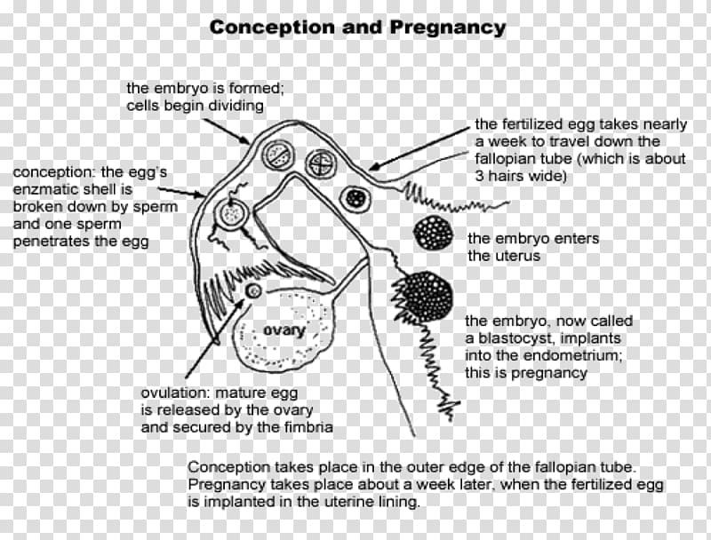 Fertilisation Diagram Human fertilization Female reproductive system Pregnancy, pregnancy transparent background PNG clipart