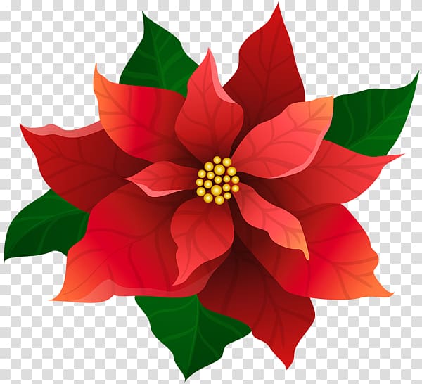 Poinsettia Christmas , christmasss red flower transparent background PNG clipart