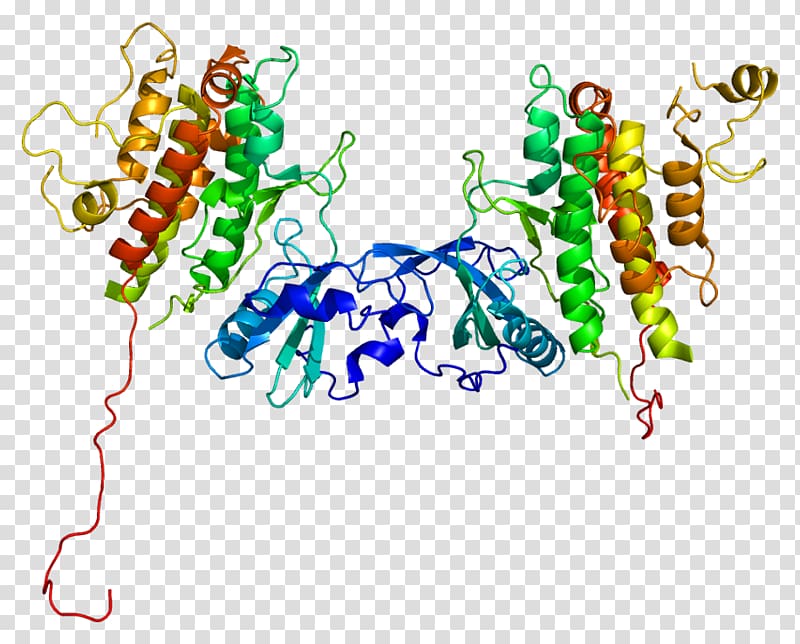 Protein kinase Mitogen MAPKAPK2, others transparent background PNG clipart