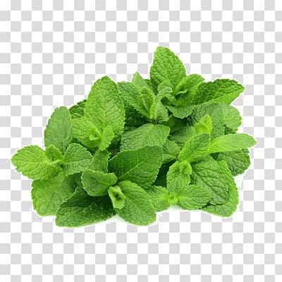 Mentha spicata Peppermint Menthol, Mint transparent background PNG clipart