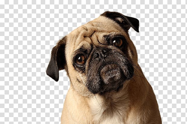 adult fawn pug, Pug Tilted Head transparent background PNG clipart