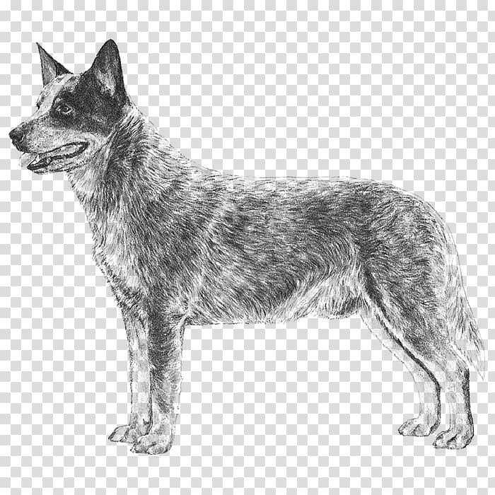 Australian Cattle Dog Australian Stumpy Tail Cattle Dog Puppy Australian Kelpie, puppy transparent background PNG clipart