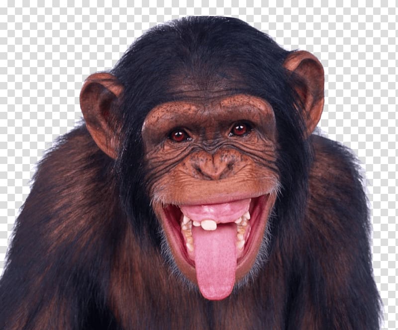 Portable Network Graphics Transparency Monkey, monkey transparent background PNG clipart