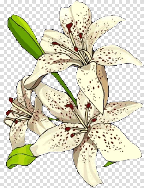 Floral design Plant stem Lily M, Pw transparent background PNG clipart