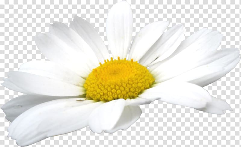 white and yellow petaled flower, German chamomile Oxeye daisy , Camomile Flowers transparent background PNG clipart