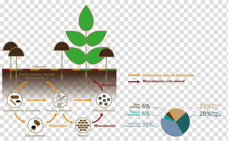 Nutrient cycle Soil fertility Organic matter, humus transparent background PNG clipart