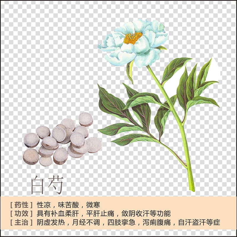 Peony Paeonia lactiflora Traditional Chinese medicine American ginseng, TGP Profile transparent background PNG clipart