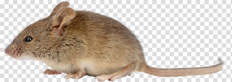 Brown rat House mouse Rodent Black rat Pest Control, topo transparent background PNG clipart