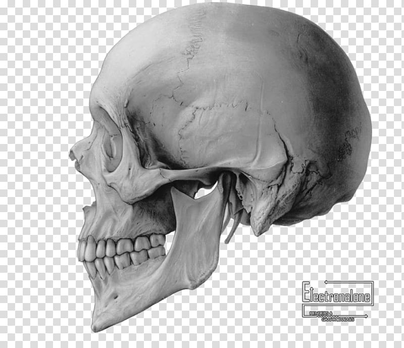 Skull Drawing Bone , crane transparent background PNG clipart