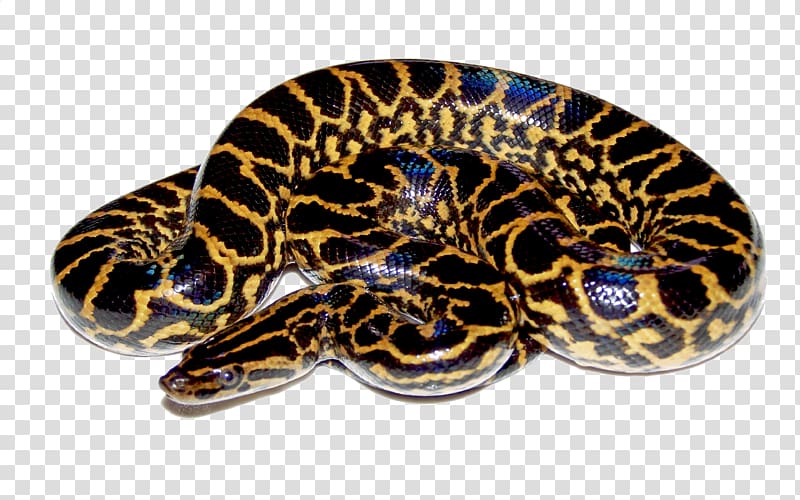 large yellow and black snake, Anaconda transparent background PNG clipart