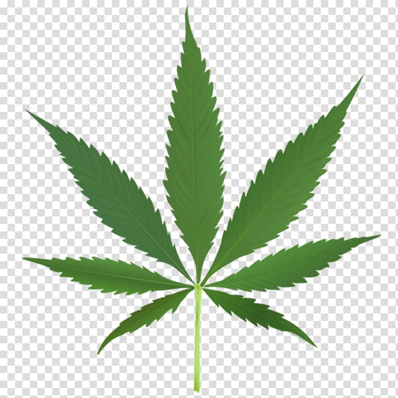 Cannabis sativa Marijuana Medical cannabis Leaf, marijuana transparent background PNG clipart
