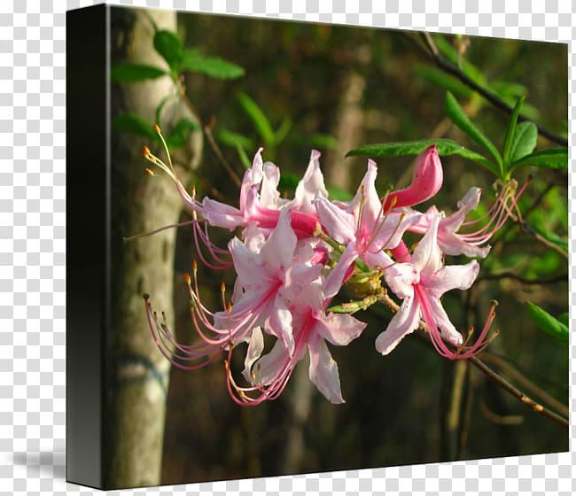 Honeysuckle Azalea Spider flower, rhododendron transparent background PNG clipart