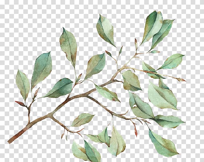 Watercolour Flowers Watercolor painting Leaf, Watercolor leaves, green leaf illustration transparent background PNG clipart