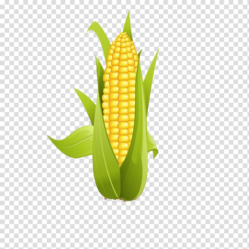 Corn on the cob Sweet corn , corn transparent background PNG clipart