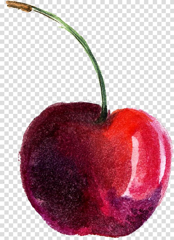 Watercolor painting Cherry, Cherry transparent background PNG clipart