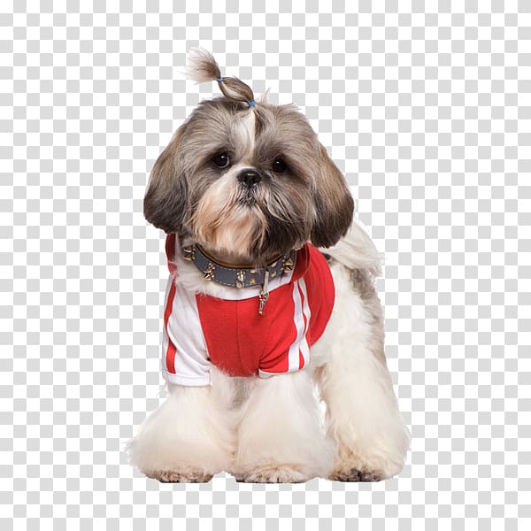 Australian Silky Terrier Puppy Cat Pet , Dress pet dog transparent background PNG clipart