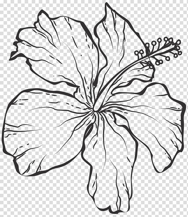 hibiscus illustration, Line art Black and white Drawing, Line drawing flowers transparent background PNG clipart