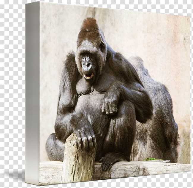 Common chimpanzee Western gorilla Monkey Canvas print, monkey transparent background PNG clipart