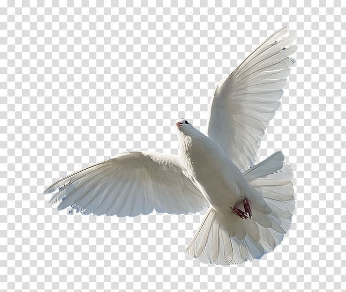soaring white dove, Holy Spirit Bible Trinity God, God transparent background PNG clipart