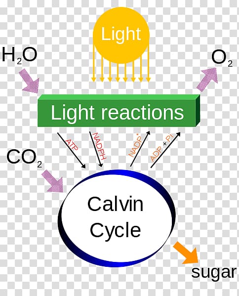 synthesis Process Metabolism Plants Light-dependent reactions, natural light source transparent background PNG clipart