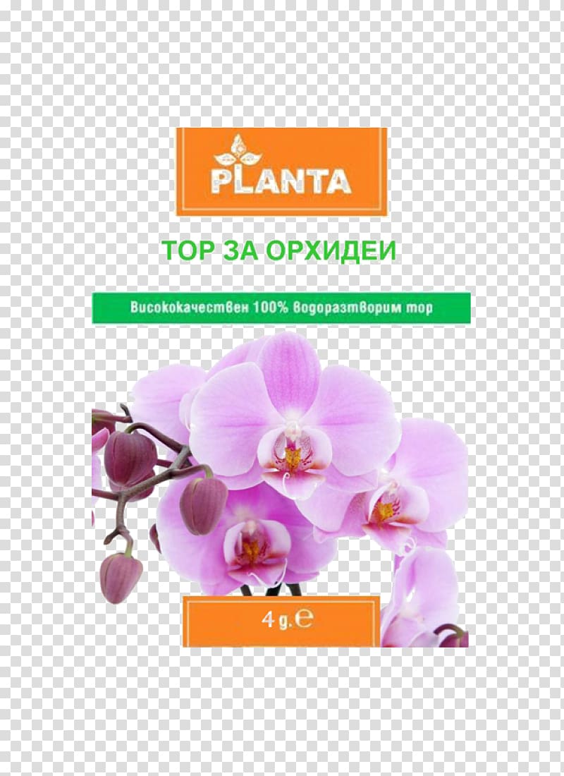 Orchids in India Cooktown Orchid A Simple Guide to Immunity Flower, flower transparent background PNG clipart