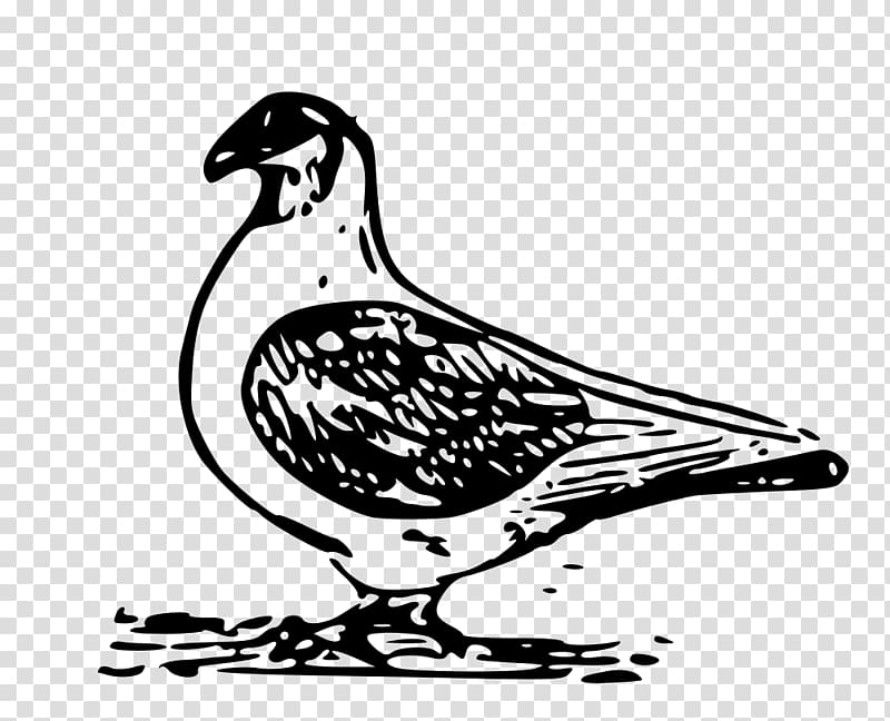 Domestic pigeon Columbidae Computer Icons , carrier pigeon transparent background PNG clipart