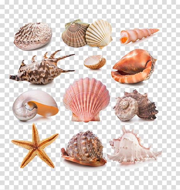 Seashell Conch, summer,conch,cool transparent background PNG clipart