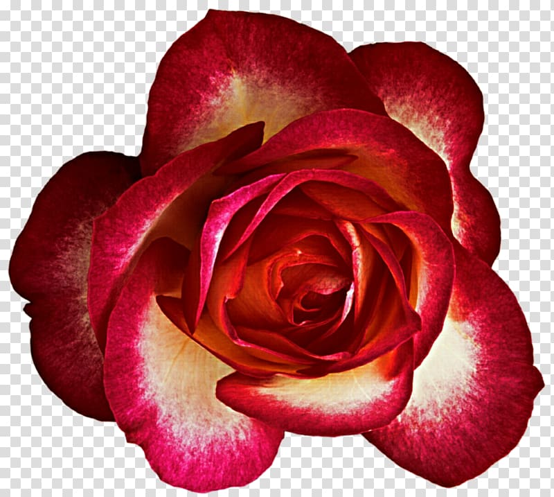 Garden roses Cabbage rose Floribunda China rose Cut flowers, Cream rose transparent background PNG clipart