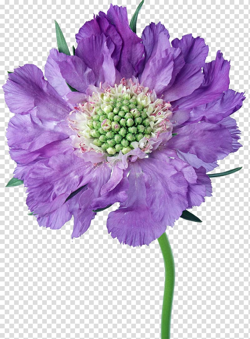 Cut flowers Aster Daisy family Chrysanthemum, purple flowers transparent background PNG clipart