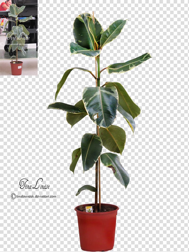 Houseplant Balcony Leaf, others transparent background PNG clipart