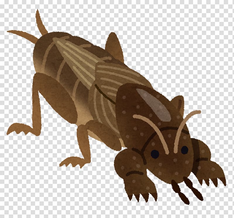 Mole cricket Insect Earthworm 手のひらを太陽に, insect transparent background PNG clipart