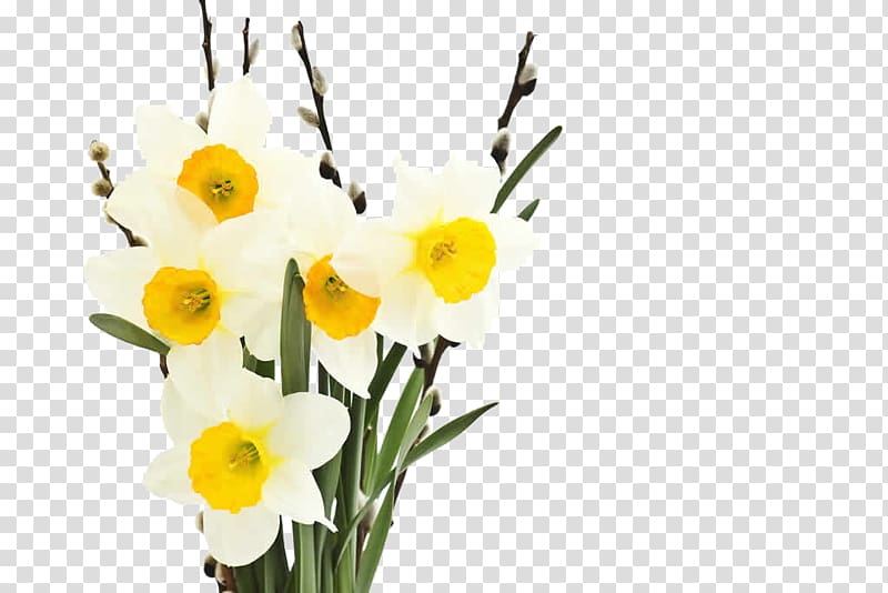 Narcissus tazetta Narcissus jonquilla Flower Petal, Attractive white flowers transparent background PNG clipart