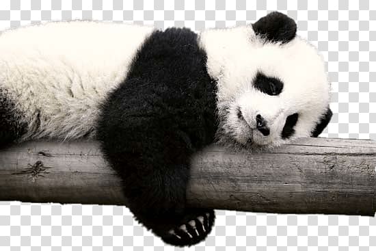 panda lying on gray wood branch illustration, Panda Resting on Log transparent background PNG clipart
