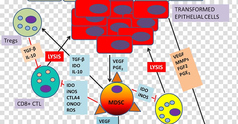 Myeloid-derived suppressor cell Cancer Indoleamine 2,3-dioxygenase Tumor progression, others transparent background PNG clipart