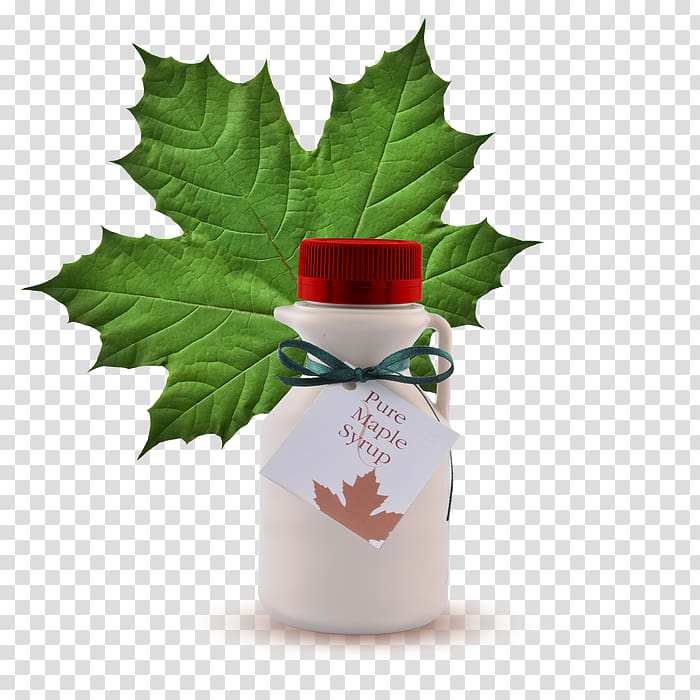 Maple leaf cream cookies Maple syrup , ceramic sugar container transparent background PNG clipart
